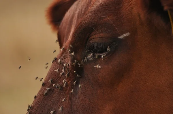 Cheval brun avec un essaim de mouches autour de l'œil et du museau.