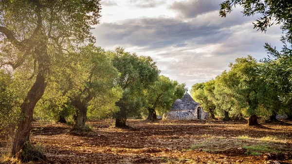 Un trullo traditionnel au milieu d'une oliveraie dans la vallée d'Itria, Pouilles.