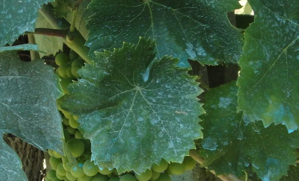 Feuille de vigne et jeunes grappes présentant un résidu de cuivre après traitement.