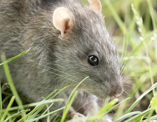 Rat brun (Rattus norvegicus) dans l'herbe à Adana, Turquie.