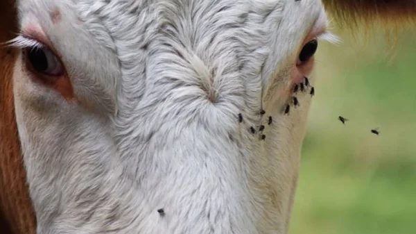 Vache blanche et brune avec une infestation de mouches noires sur le visage.