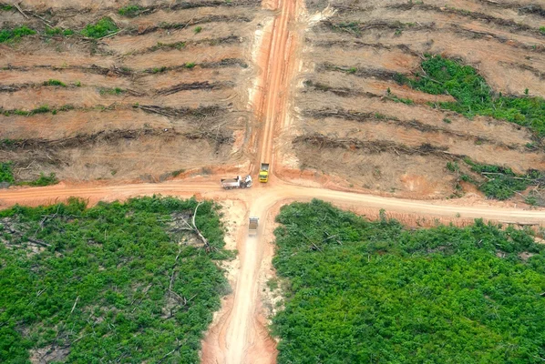 Activité industrielle de déforestation capturée depuis les airs, avec des camions à un carrefour de routes en terre.