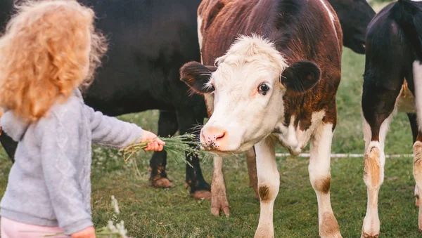 Enfant nourrissant une vache, illustration du contact avec les animaux dans une ferme pédagogique.