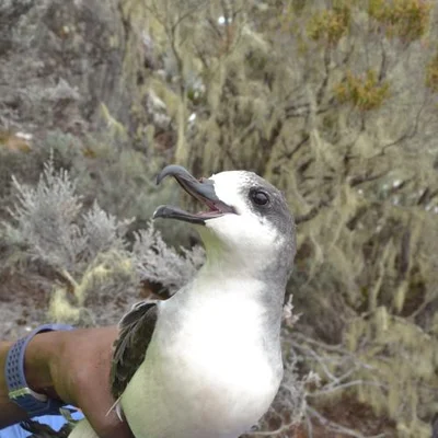 Oiseau marin (pétrel) tenu en main lors d'une opération de préservation.