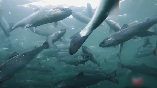 Banc de saumons dans une eau trouble, illustrant l'espèce concernée par le projet de mégaferme Pure Salmon.