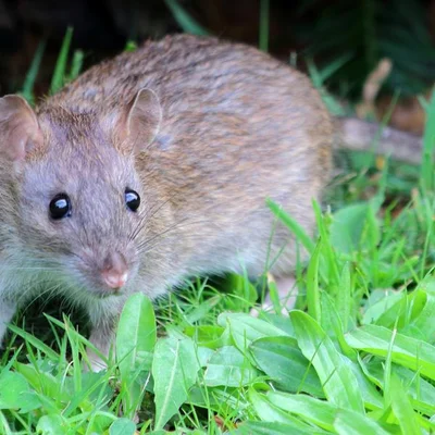 Rat brun dans l'herbe, regardant vers l'objectif.