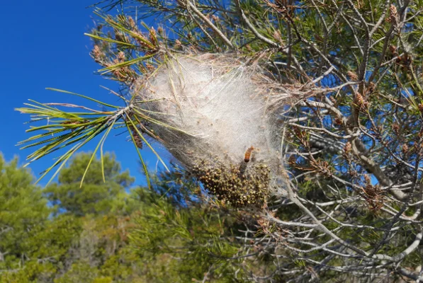 Un nid de chenilles processionnaires du pin (Thaumetopoea pityocampa) avec des larves visibles à la base, sur fond de ciel bleu.