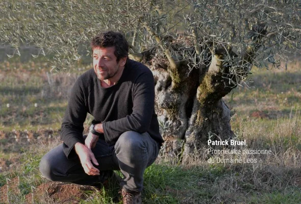 Patrick Bruel dans son oliveraie, au pied d'un vieil olivier.