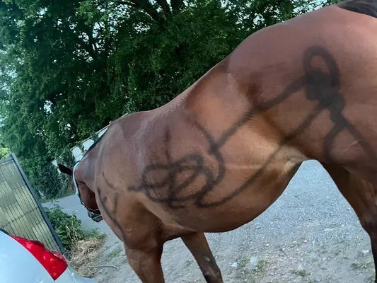 Cheval tagué retrouvé blessé, avec des marques de graffiti sur le flanc, illustrant les actes de maltraitance.