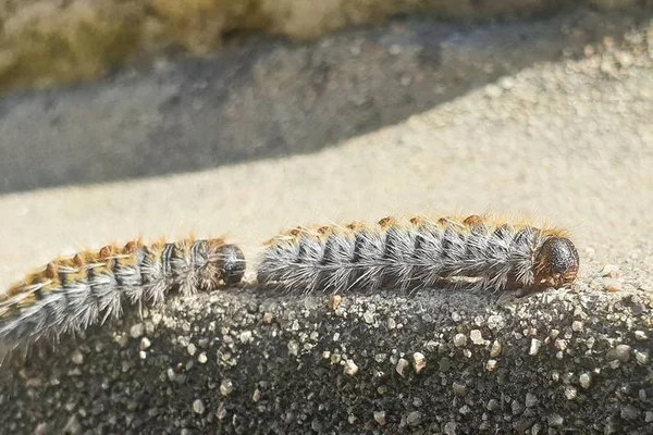 Deux chenilles processionnaires du pin (Thaumetopoea pityocampa) en procession sur une surface en béton.