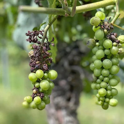 Grappe de raisin atteinte de mildiou (à gauche) à côté d'une grappe saine, illustrant les dégâts évités par le cuivre.
