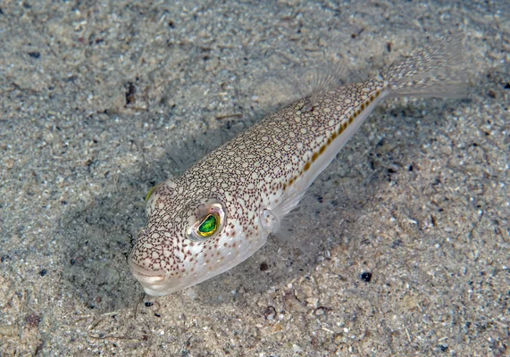 Poisson-ballon brun tacheté aux yeux verts, observé sur le fond sableux en Méditerranée.