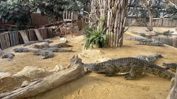 Crocodiles dans un enclos intérieur de la Ferme aux Crocodiles, une réserve tropicale en Europe