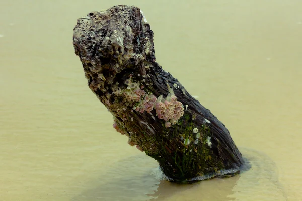 Effets de la déforestation aux îles du Parc National de la Langue de Barbarie, accélérée par la brèche.