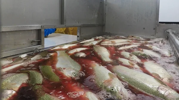 Fichier:Abattoir poissons enquête L214 2018.png — Wikipédia