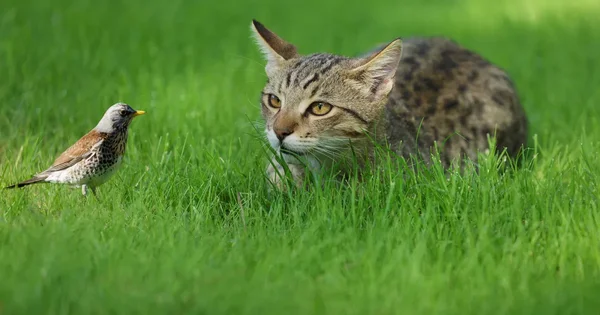 Chat tigré guettant un petit oiseau dans la végétation luxuriante.