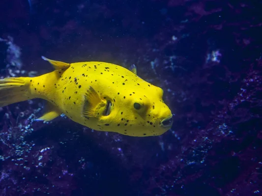 Poisson-globe jaune tacheté de noir, espèce toxique envahissant la Méditerranée.