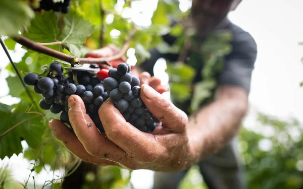 Vendangeur coupant des grappes de raisin noir avec un sécateur, geste emblématique de la viticulture.
