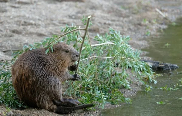Castor d'Europe sur une berge, tenant une branche.