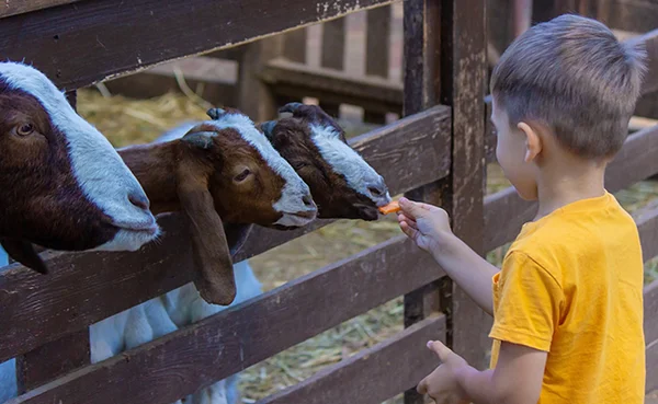 Un jeune garçon nourrissant des chèvres à travers une clôture en bois lors d'une visite à la ferme pédagogique.