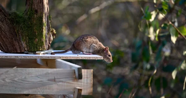 Rat brun observant depuis une plateforme en bois dans un environnement naturel.