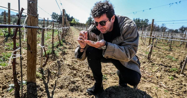 Patrick Bruel examinant la terre dans son vignoble en Provence.