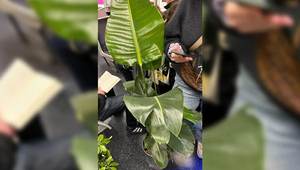Grande plante verte en pot, illustrant un objet volumineux transporté dans le métro.