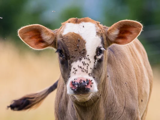 Veau brun et blanc avec une infestation de mouches noires sur le visage.