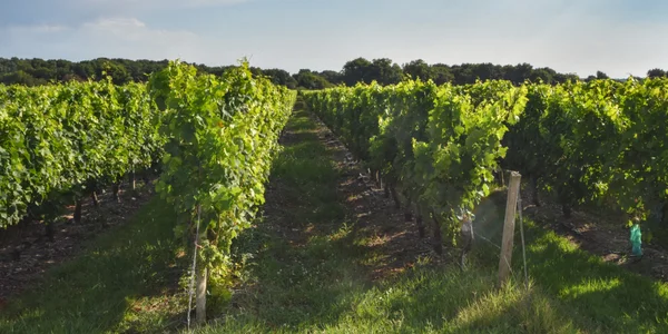 Vue panoramique d'un vignoble verdoyant, emblème de la viticulture biologique.