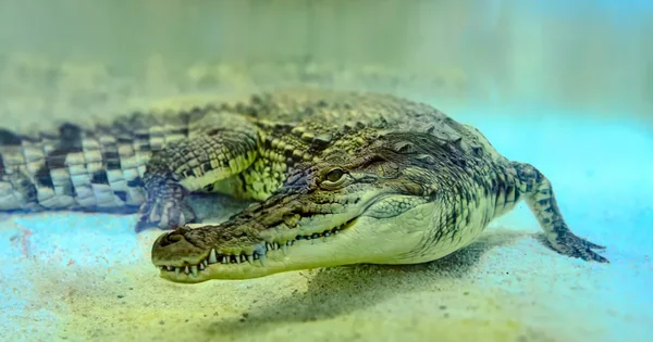 Un crocodile dans son enclos au zoo, illustrant l'environnement de l'incident.