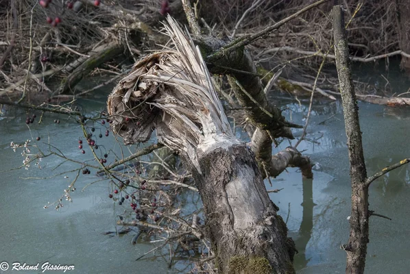 Tronc d'arbre cassé par un castor, avec fibres de bois apparentes.