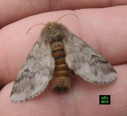 Papillon processionnaire du pin posé sur une main humaine, montrant son abdomen duveteux orange-brun et ses ailes grisâtres.