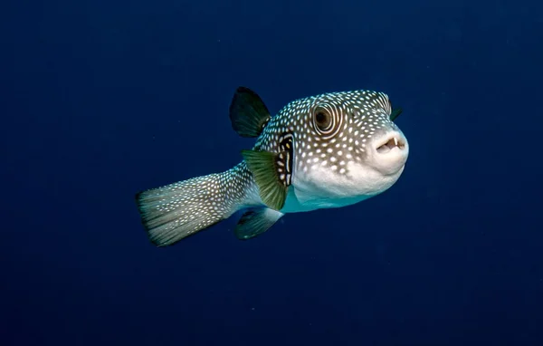 Poisson-globe à points blancs, espèce dangereuse qui gagne du terrain en Méditerranée.