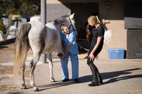 Un vétérinaire examine le sabot d'un cheval gris devant une écurie, sous le regard d'une cavalière.