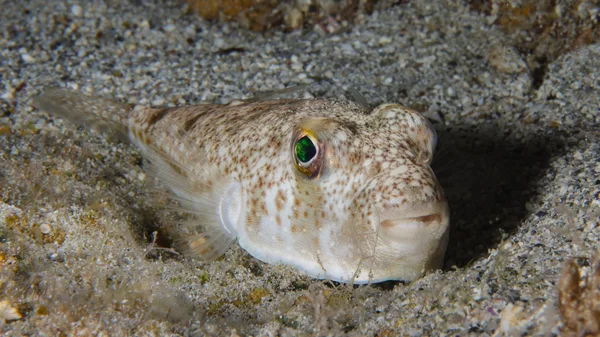 Petit poisson-globe tacheté aux yeux verts, partiellement enfoui dans le sable en Méditerranée.