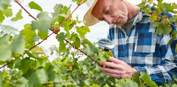 Vigneron inspectant ses vignes à la loupe pour détecter les premiers signes de mildiou.