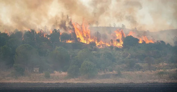 Incendie de Turner Gulch dans le comté de Mesa, Colorado : de grandes flammes et une épaisse fumée ravagent la végétation.