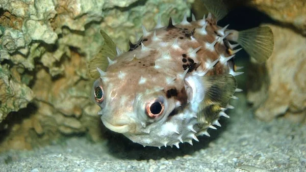 Poisson-globe épineux (porc-épic) aux motifs bruns et épines blanches, près d'un fond rocheux.