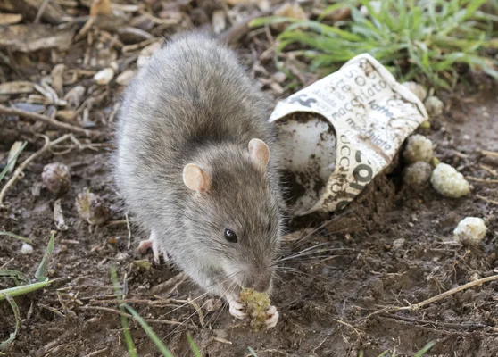 Rat brun (Rattus norvegicus) se nourrissant de mûres à Adana, Turquie.
