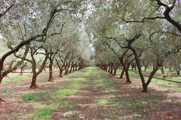 Allée d'oliviers dans une oliveraie des Pouilles, formant un tunnel naturel.
