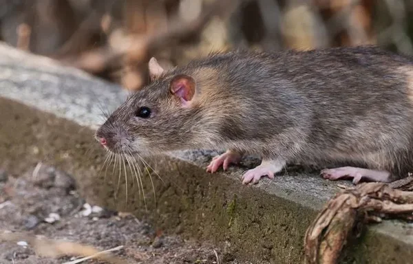 Rat brun sur un rebord en béton, pattes roses apparentes.