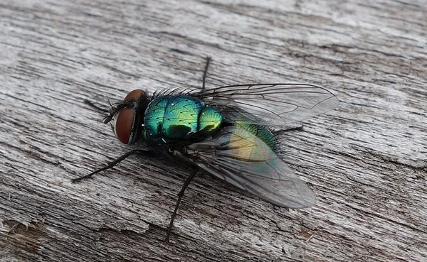 Mouche bleue (mouche à viande) aux reflets métalliques sur une surface en bois.
