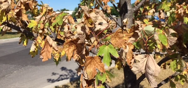 Jeunes arbres assoiffés montrant des feuilles brunissantes, appel à l'aide aux citoyens.