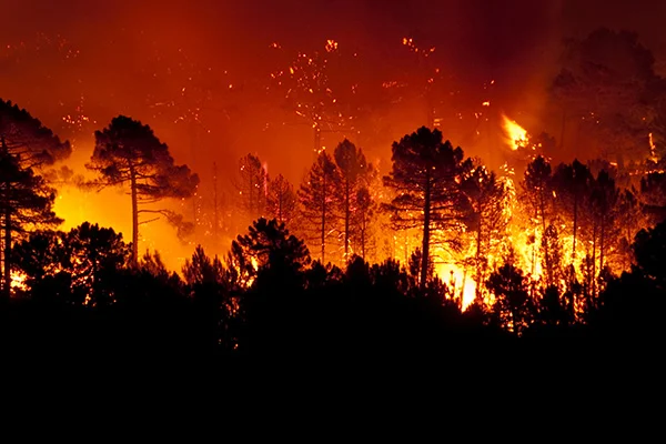 Incendie de forêt dans le sud de la France, avec des pins en silhouette.