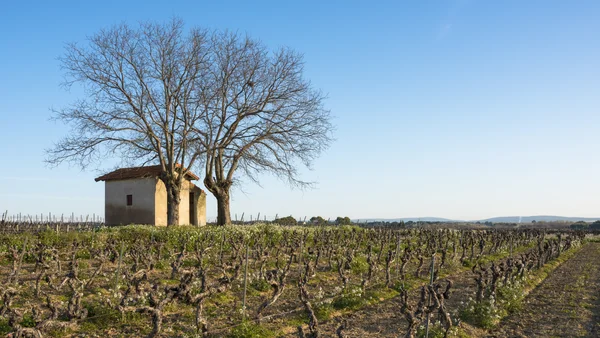 Bâtiment agricole en pierre au milieu des vignes à Mèze, dans l'Hérault.