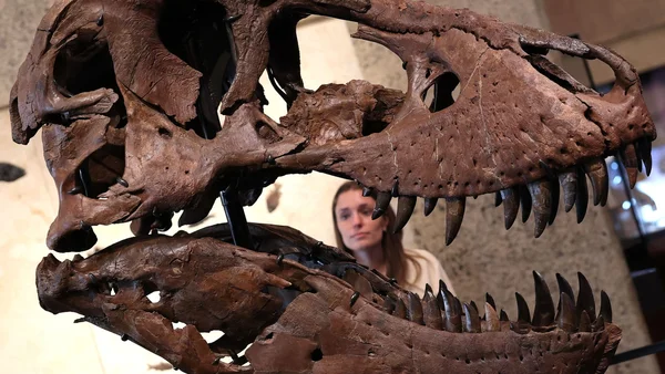 Le crâne de Gus, le T-Rex, exposé dans un musée.