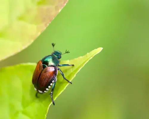 Scarabée japonais, espèce invasive détectée en France.