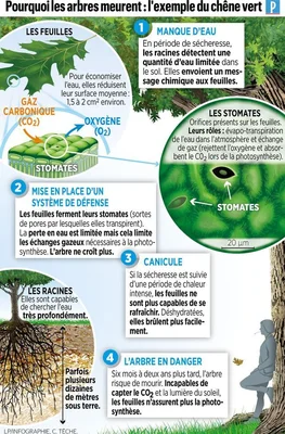 Infographie expliquant comment la sécheresse tue les arbres, du manque d'eau au stress thermique.