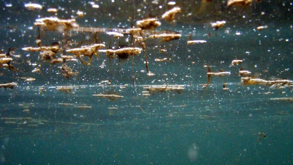 Ostreopsis : c'est quoi cette micro-algue toxique qui inquiète la côte basque ? - Le Parisien