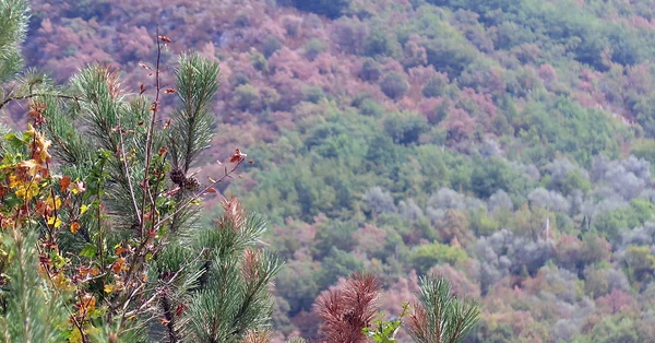 Branches de pin montrant des signes de stress hydrique en Méditerranée.